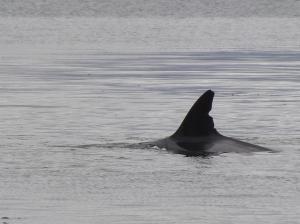 Orca fin approaches
